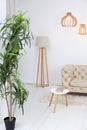 Scandinavian interior of living room of a modern apartment with a beige sofa, a designer coffee table, plant and a lamp. Home deco