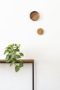 Houseplant on the wooden console table.