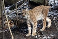 Scandinavian lynx, Lynx lynx lynx, walks and carefully examines the surroundings