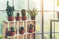 Scandinavian room interior with plants, cacti and succulents composition in design and hipster pots on the brown shelf