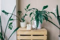 Scandinavian room interior with shelf and beautiful houseplants on it