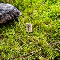 Scandinavian rune Algiz protection, on wet moss. Royalty Free Stock Photo