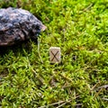 Scandinavian rune Gebo partnership, gift, on wet moss.