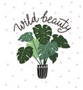 Scandinavian style illustration with monstera, vector print design with lettering - `wild beauty`. Royalty Free Stock Photo