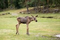 A scandinavian young new-born moose Royalty Free Stock Photo