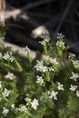 Scandix pecten-veneris in bloom