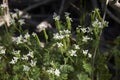 Scandix pecten-veneris in bloom