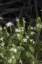 Scandix pecten-veneris in bloom