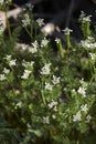 Scandix pecten-veneris in bloom