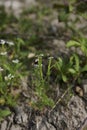 Scandix pecten-veneris plant in bloom