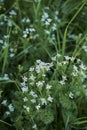 Scandix pecten-veneris plant in bloom