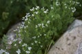 Scandix pecten-veneris plant in bloom