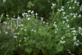 Scandix pecten-veneris plant in bloom