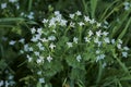 Scandix pecten-veneris plant in bloom