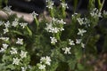 Scandix pecten-veneris in bloom