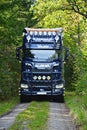 Scania Logging truck loading pine trees in the forest