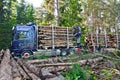 Scania Logging truck loading pine trees in the forest