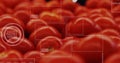 Scanning cluster of ripe red tomatoes on inspection table, with bounding boxes and data readouts Royalty Free Stock Photo