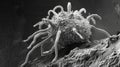 A scanning electron micrograph of a macrophage a type of white cell shown with its tentaclelike protrusions engulfing