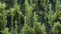 A scanning electron microscope image of multiple algal cells resembling a mini forest of slender green treelike