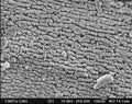 Scanning electron microscope show SEM image of the filter surface, the air purification.