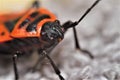 Scantius red bug on cloth