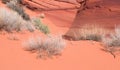 Scanty vegetation of a sand desert Royalty Free Stock Photo