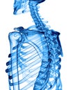 The scapula