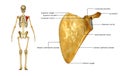 Scapula Royalty Free Stock Photo