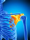 The scapula Royalty Free Stock Photo