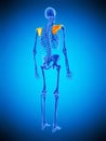 The scapula Royalty Free Stock Photo