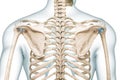 Scapula and spine back view with body contours 3D rendering illustration isolated on white with copy space. Human skeleton and Royalty Free Stock Photo