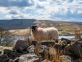 Swaledale sheep on stone wall