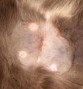 Scar on the skin of a cat. Sterilization.