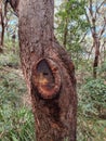 Scar on the trunk of a gum tree where a branch has been cut off Royalty Free Stock Photo