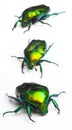 Scarab