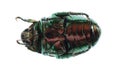 Scarab beetle