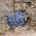 Scarab beetle