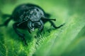 Scarab beetle on a background of green spring leaf Royalty Free Stock Photo