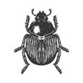 Scarab beetle engraving vector illustration Royalty Free Stock Photo