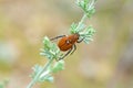 Scarab beetle on green plant in pale background , Scarabaeidae