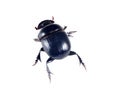 Scarab beetle isolated