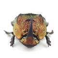 Scarab beetle (Phanaeus mexicanus) isolated on white background Royalty Free Stock Photo