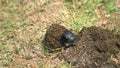 Scarab Beetle Rolling a Ball of Dung