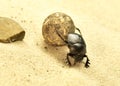 Scarab beetle or scarabaeus