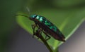 Scarab beetle Royalty Free Stock Photo