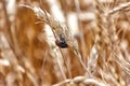 Scarab beetle on spikelet wheat