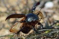 Scarab beetle taking flight Royalty Free Stock Photo