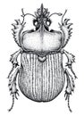 Scarab beetle tattoo. Dot work tattoo. Insect. Symbol of eternal life, resurrection, revival