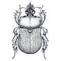 Scarab beetle tattoo. Dot work tattoo. Insect. Symbol of eternal life, resurrection, revival